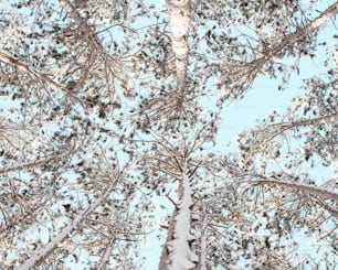 looking up at the tops of tall trees