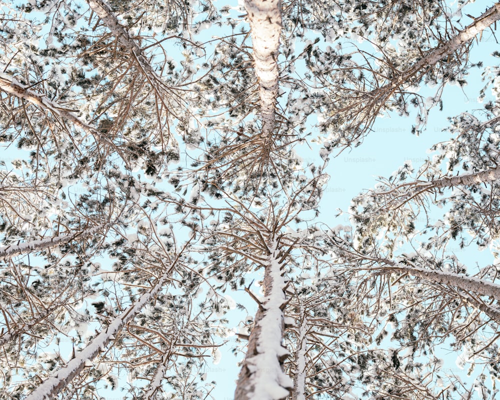 looking up at the tops of tall trees