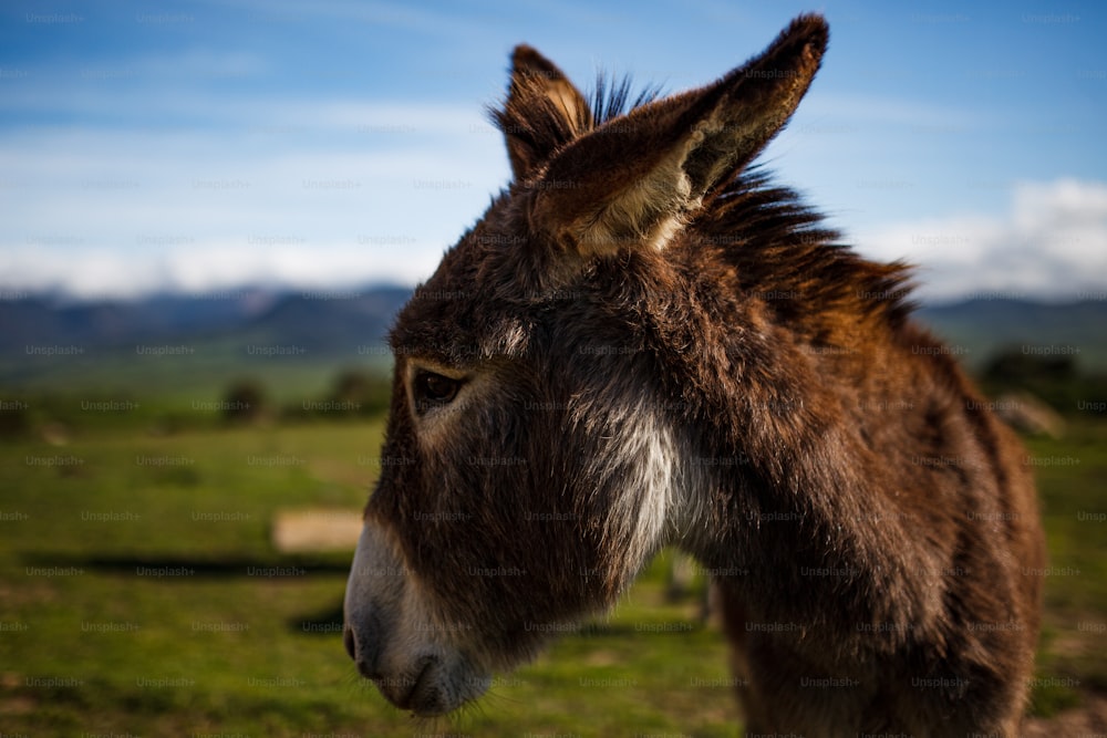 a close up of a donkey in a field