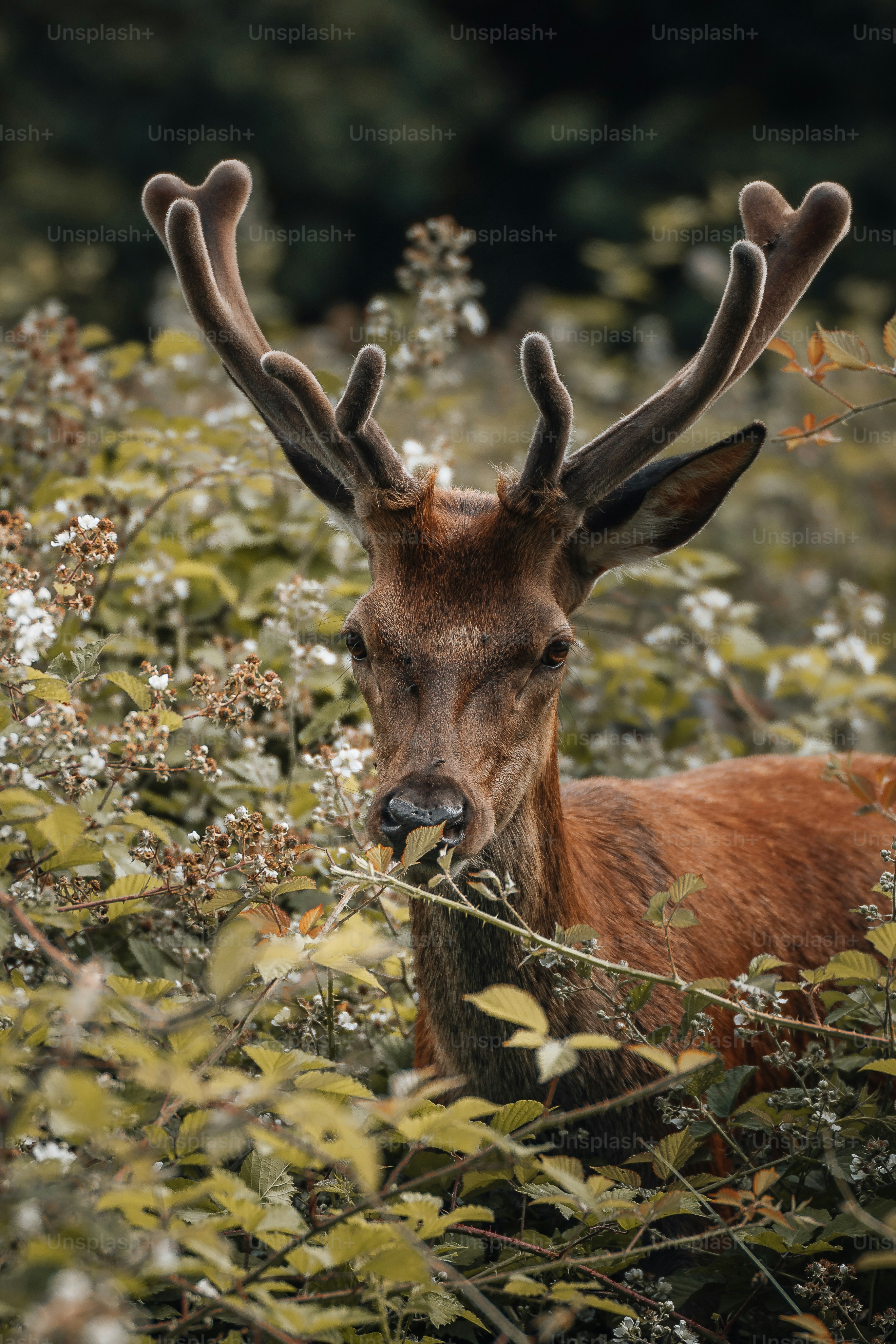 a close up of a deer in a field of flowers