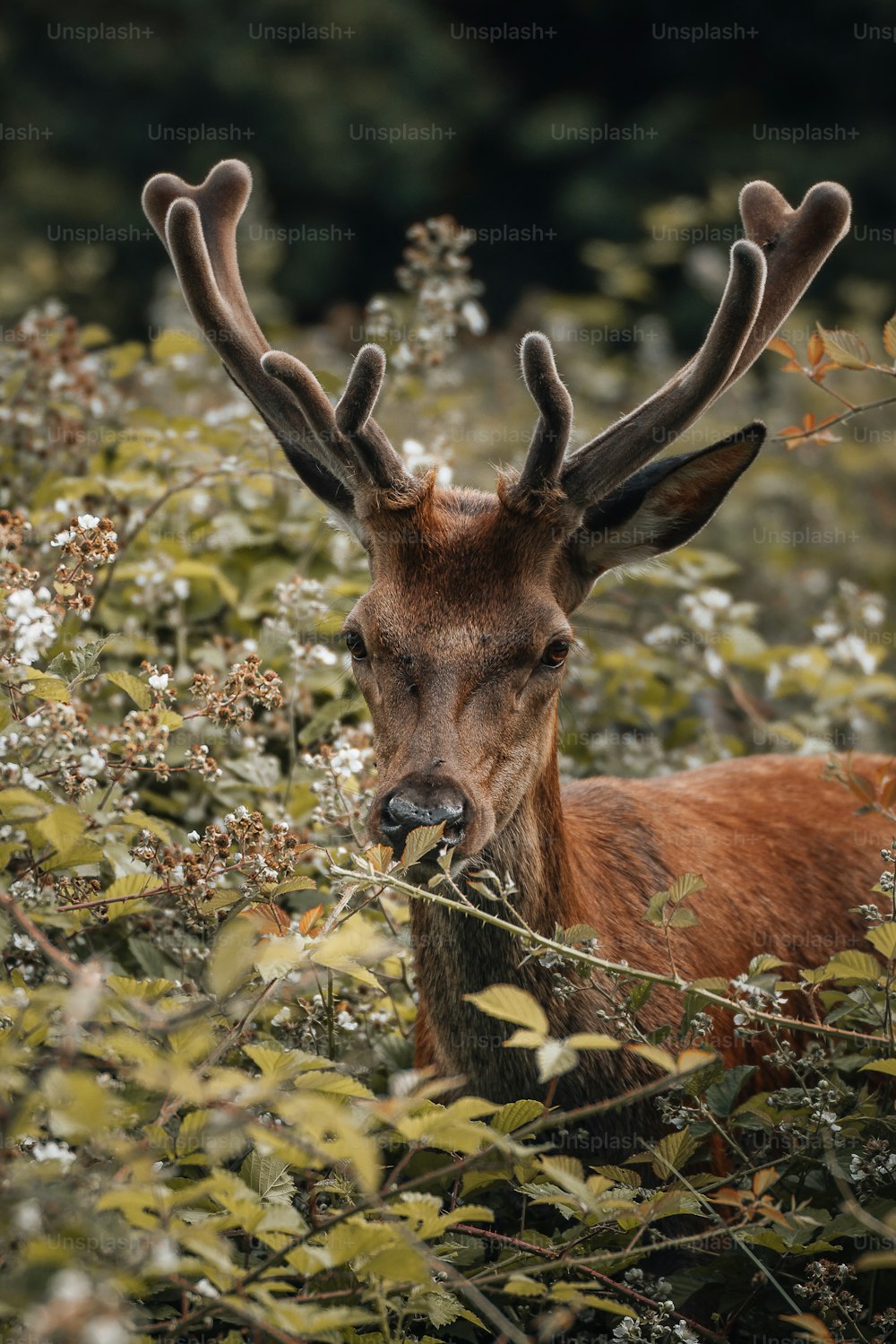 a close up of a deer in a field of flowers