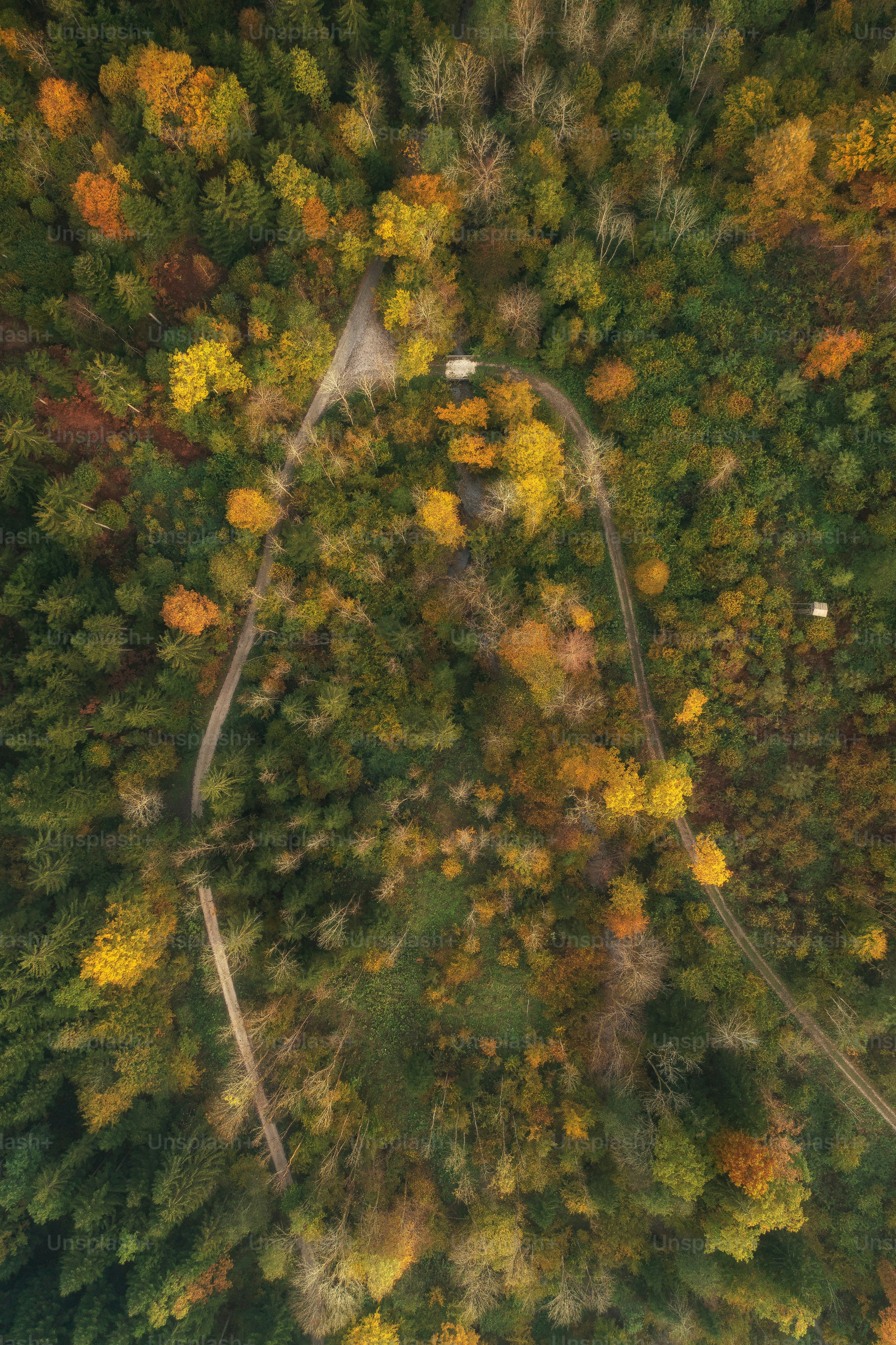 An aerial view of a road surrounded by trees photo – Forest Image on ...