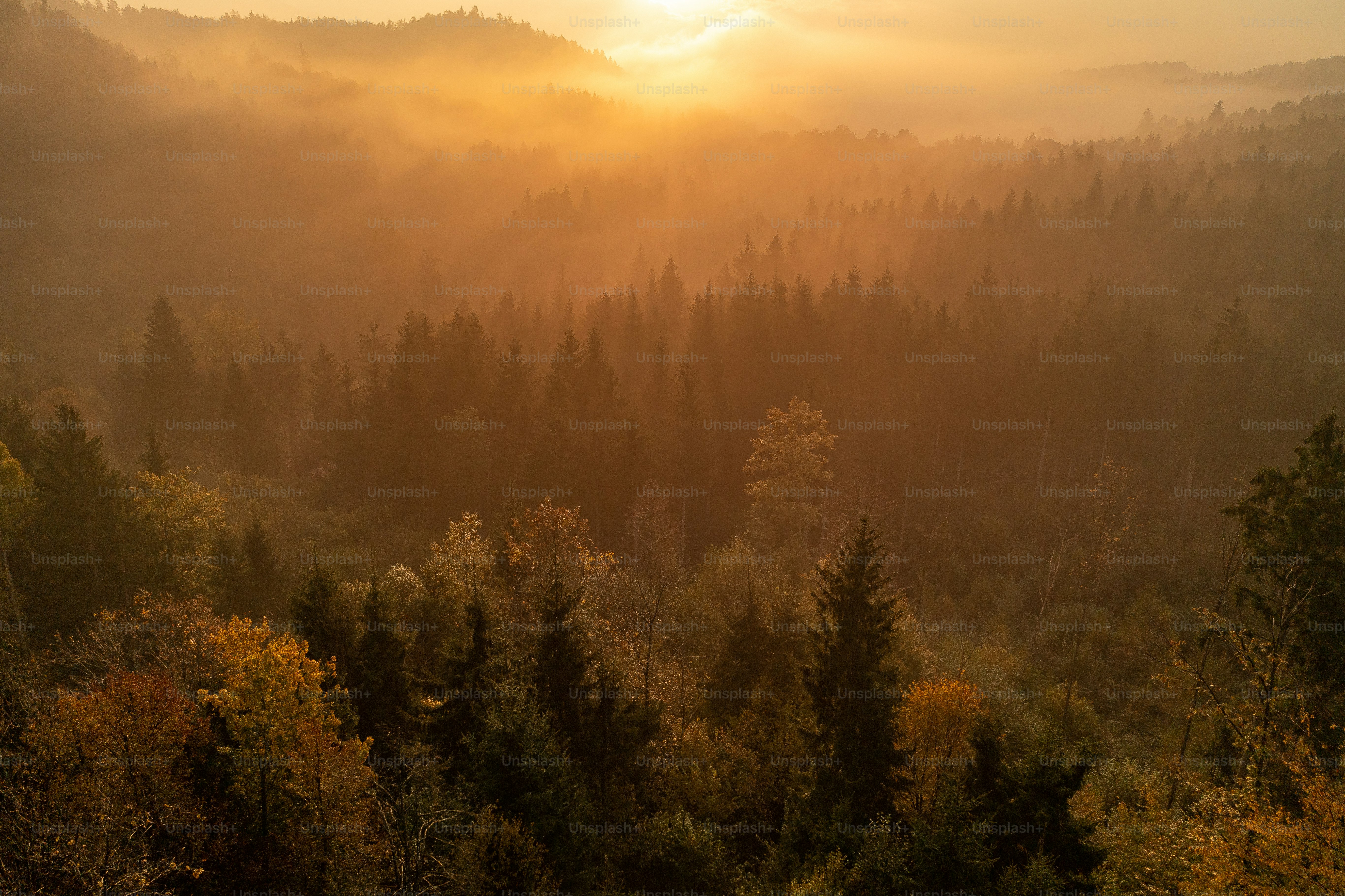 a forest filled with lots of trees covered in fog