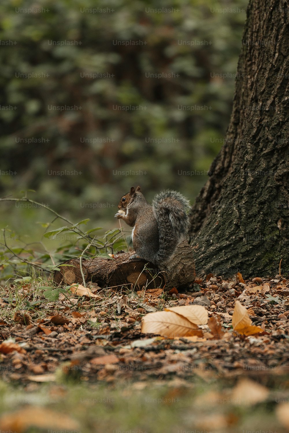 ein Eichhörnchen sitzt auf dem Boden neben einem Baum