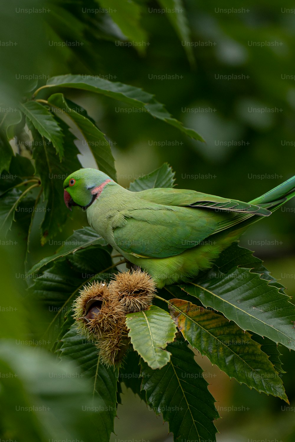 Ein grüner Vogel sitzt auf einem Ast