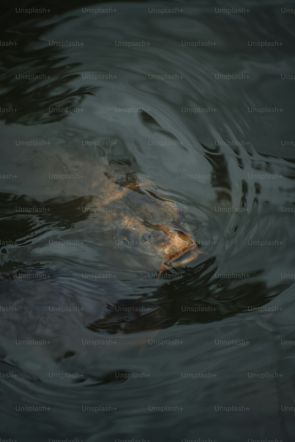 un pez nadando en un cuerpo de agua