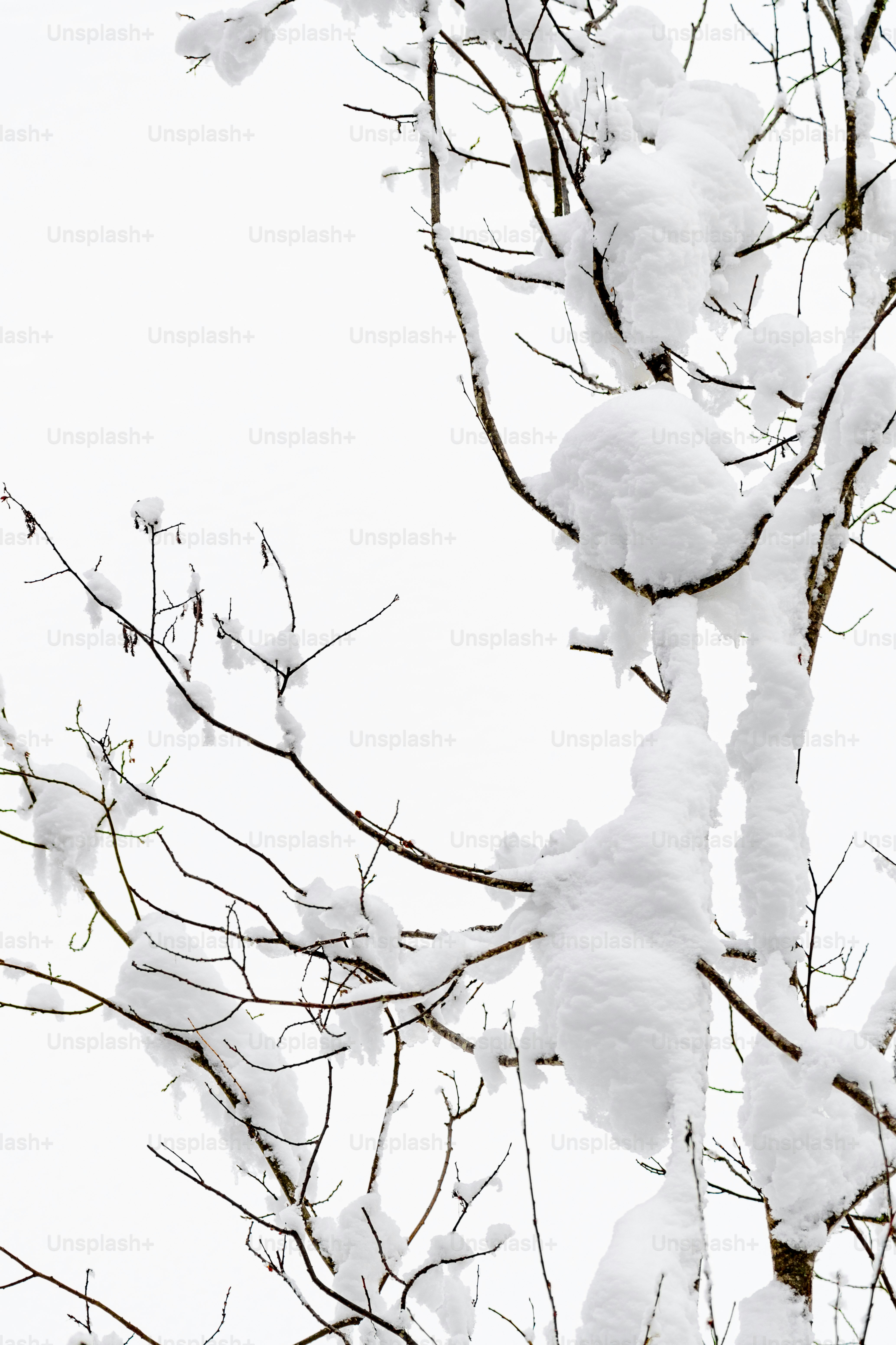 Imágenes de Árbol En Invierno | Descarga imágenes gratuitas en Unsplash, image size:3000x4500