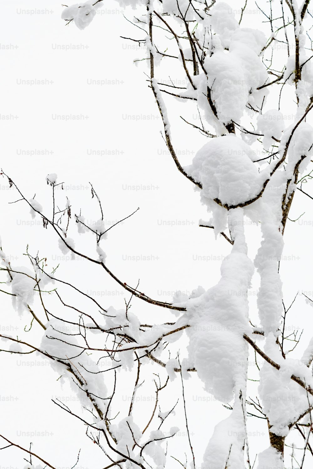 Un ramo d'albero coperto di neve con molta neve su di esso