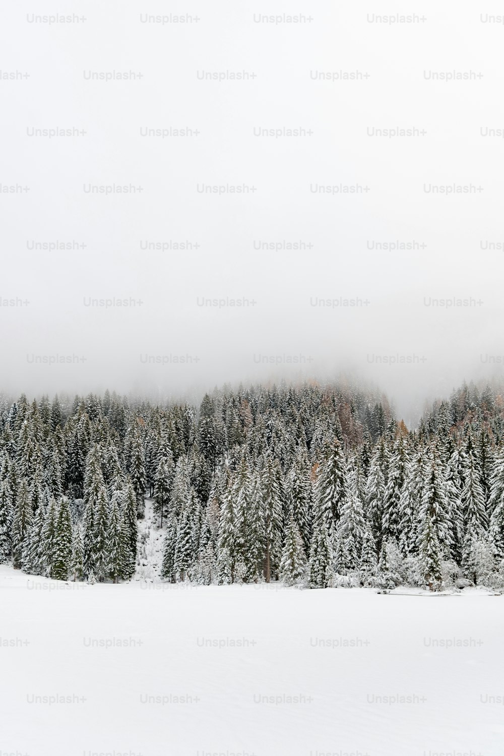 a snow covered field with trees in the background