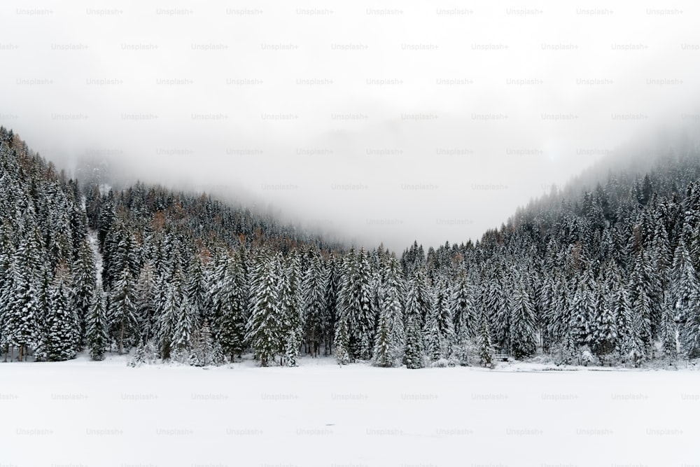 木々を背景に雪に覆われた野原