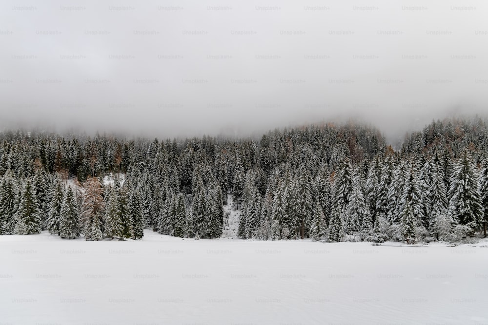 Un paisaje nevado con árboles y una montaña al fondo