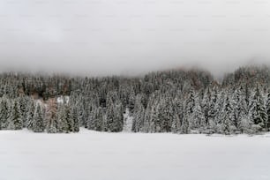 Un paysage enneigé avec des arbres et une montagne en arrière-plan