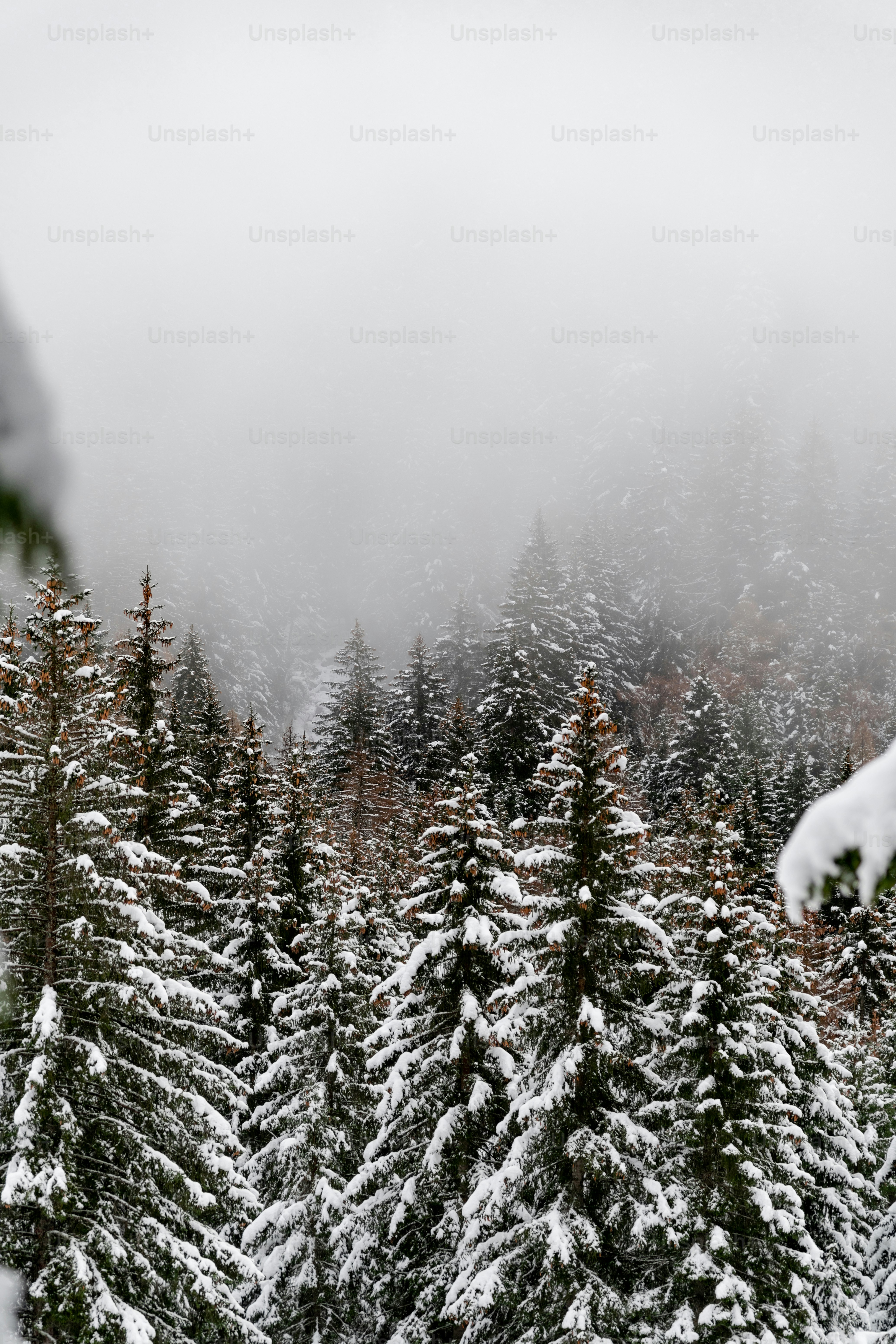 A snow covered forest filled with lots of trees photo – Forest Image on ...