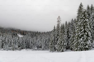 a snow covered forest with a ski slope in the background