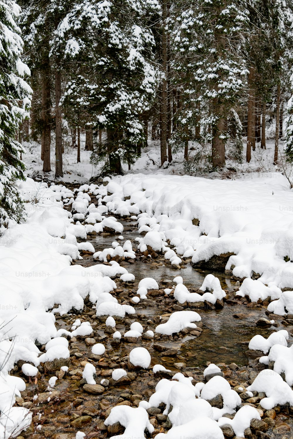 a stream running through a forest covered in snow