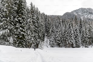 a person walking through a snow covered forest