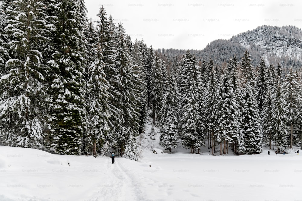Una persona caminando por un bosque cubierto de nieve