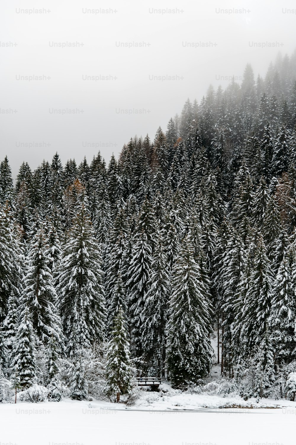 たくさん��の木々が咲き誇る雪に覆われた森