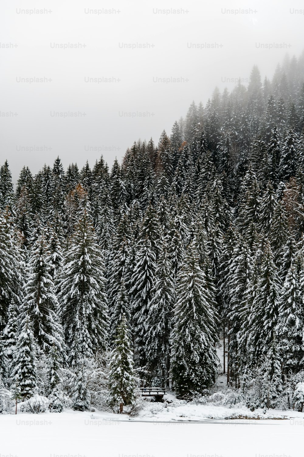 a snow covered forest filled with lots of trees