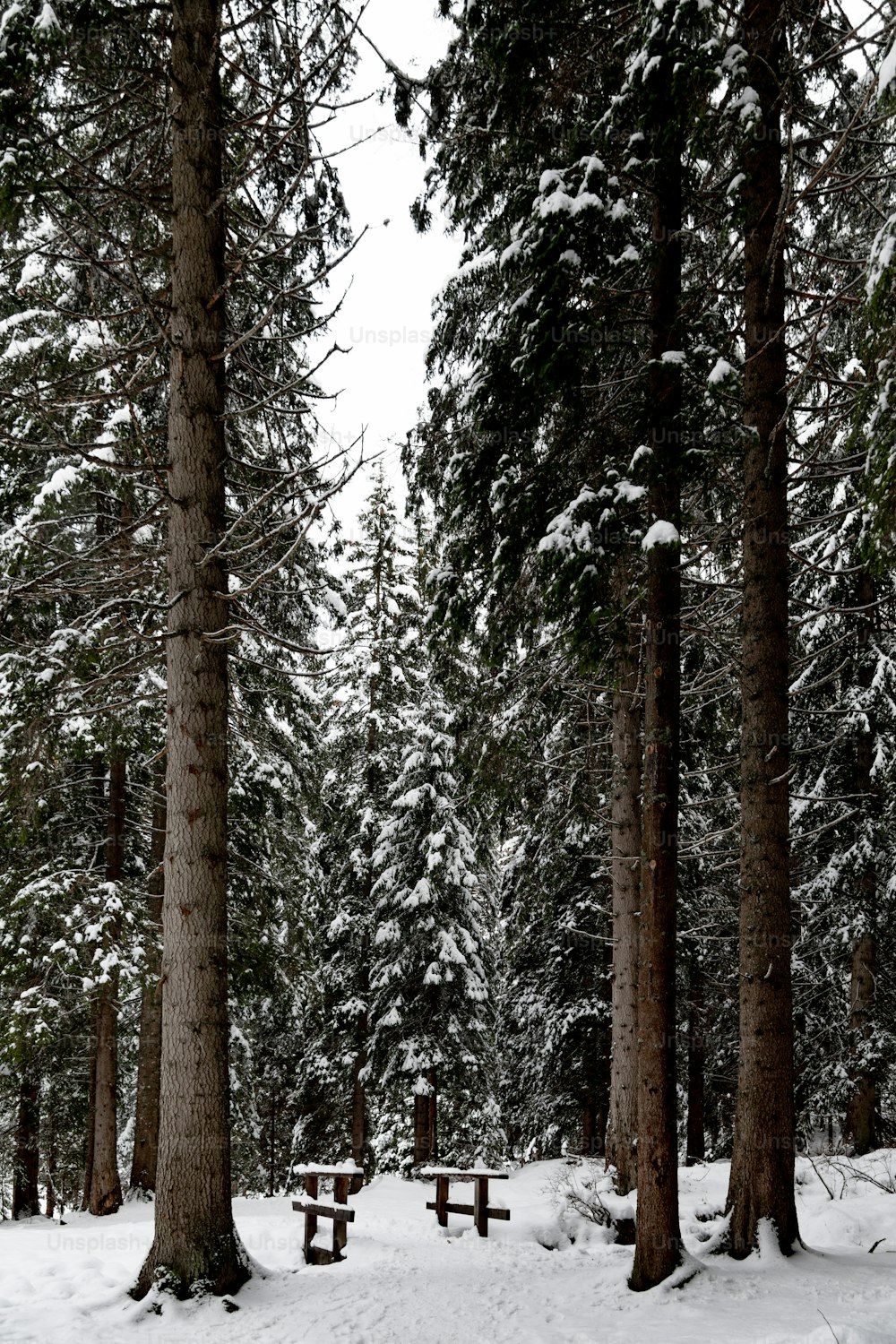 uma floresta coberta de neve cheia de muitas árvores