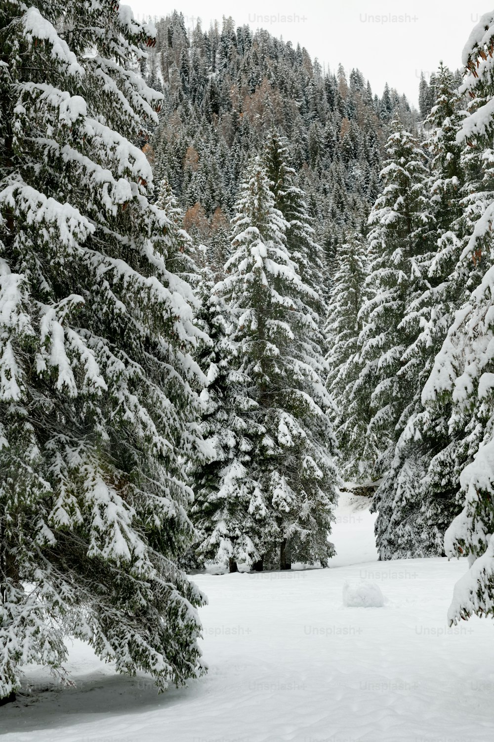 Una persona sugli sci nel mezzo di una foresta innevata