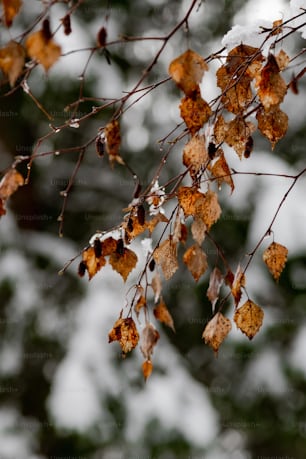 a branch with leaves and snow on it