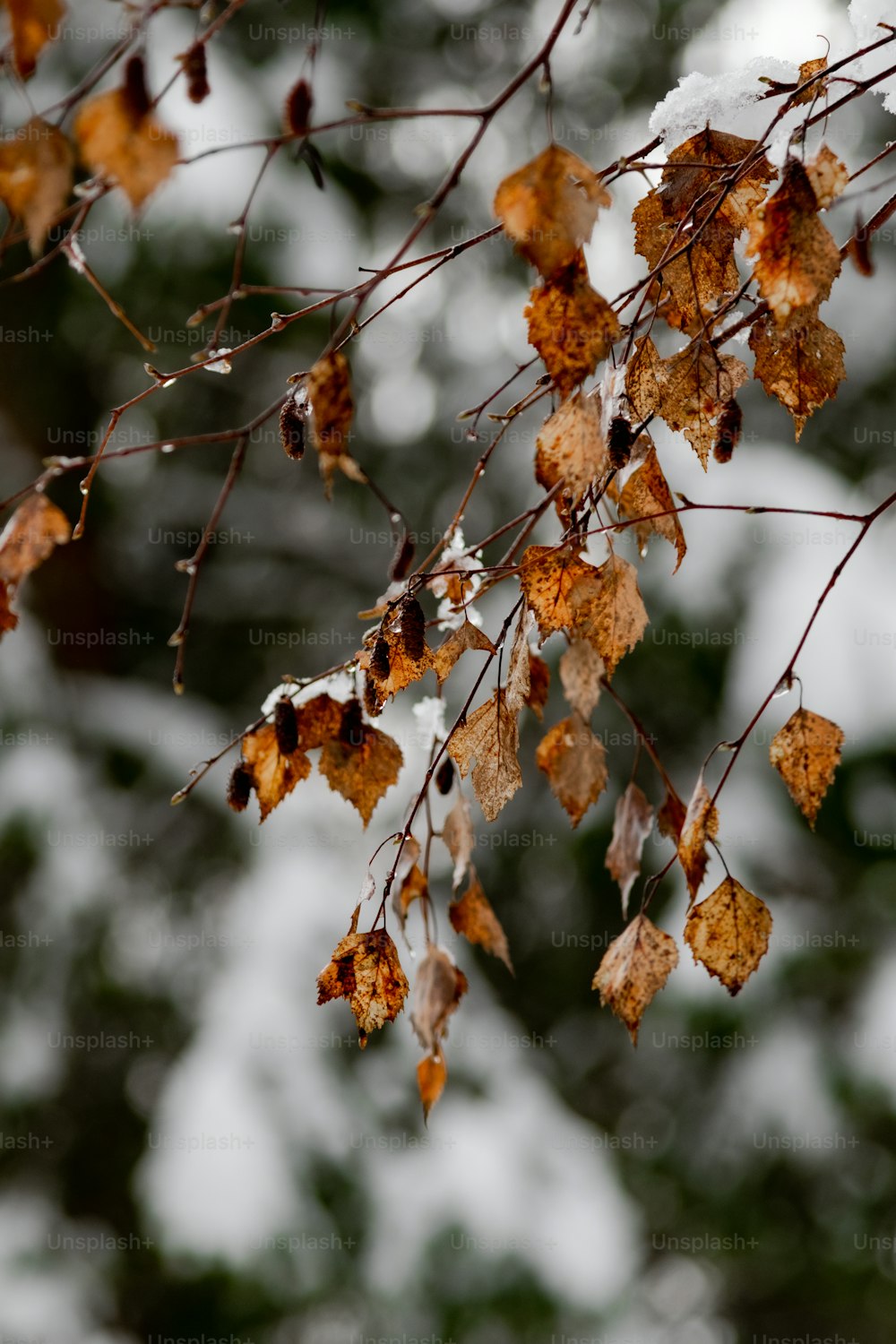 a branch with leaves and snow on it