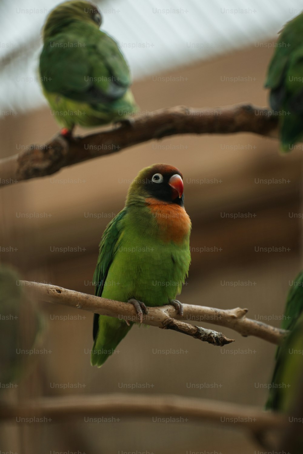 나뭇가지 위에 앉아 있는 녹색 새들
