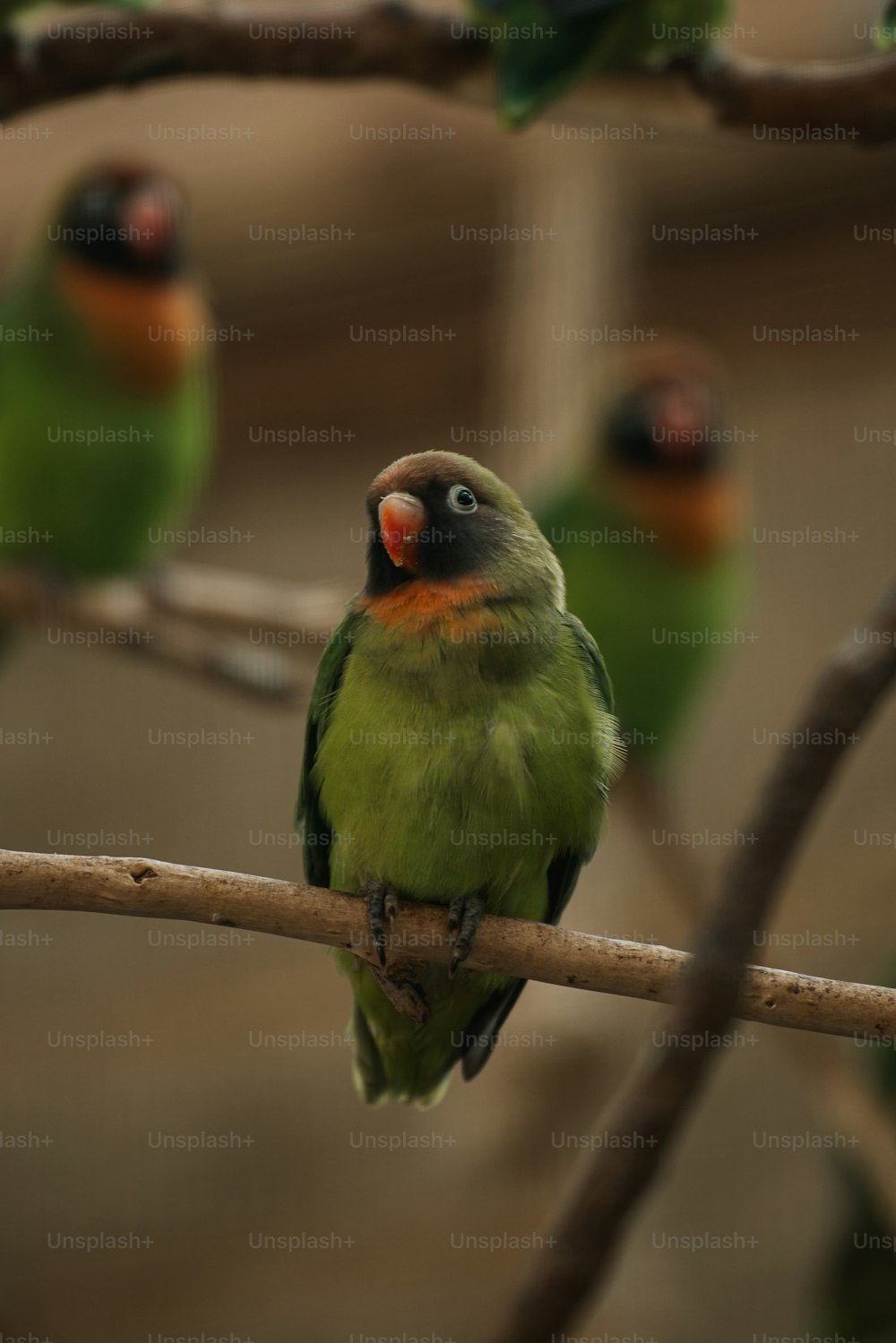 나뭇가지 위에 앉아 있는 녹색 새들