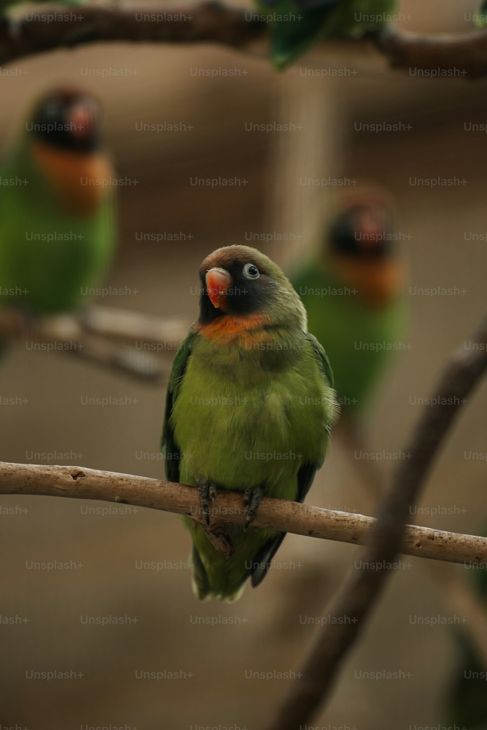 a group of green birds sitting on top of a tree branch