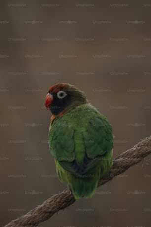 a small green bird sitting on a rope