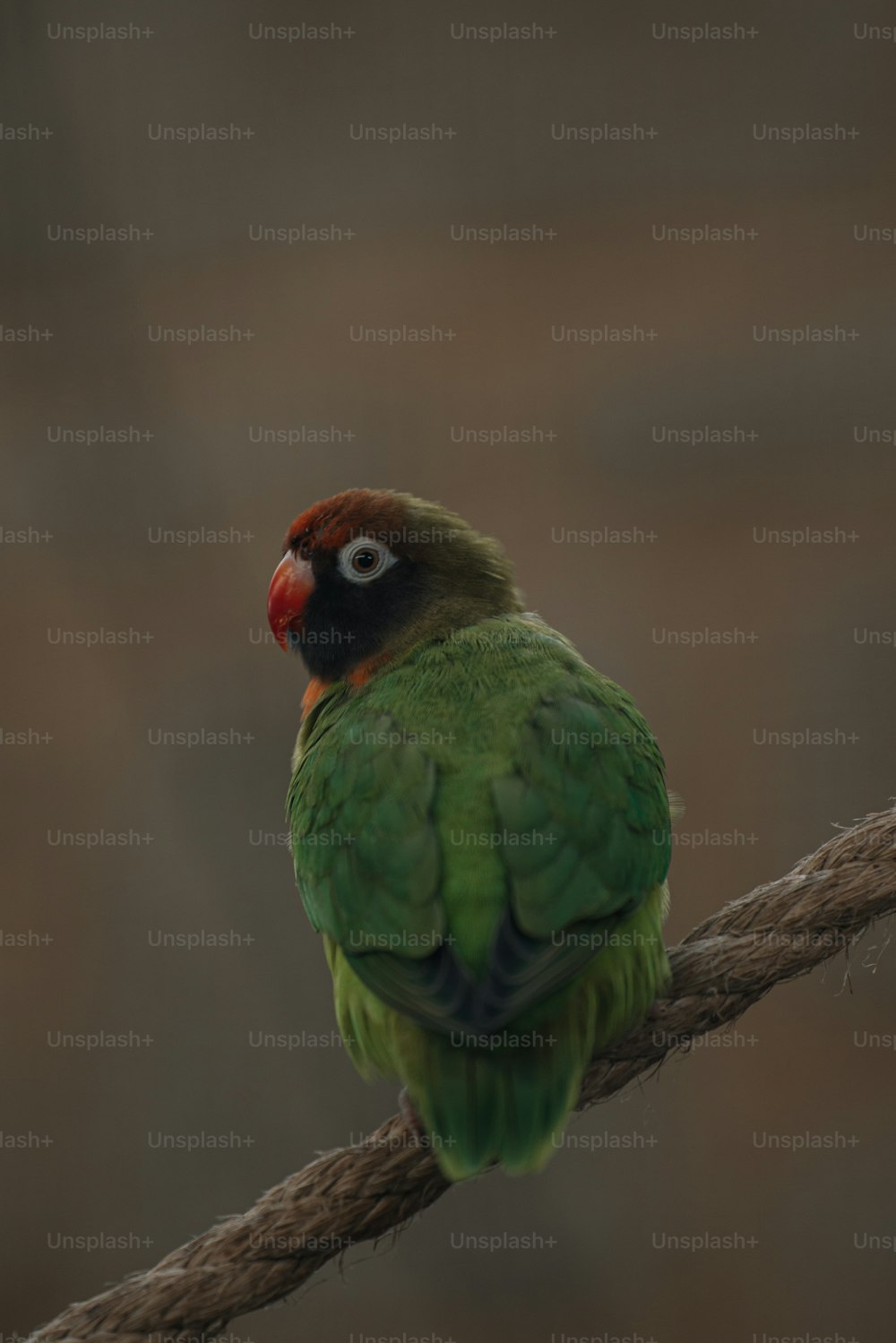 un piccolo uccello verde seduto su una corda