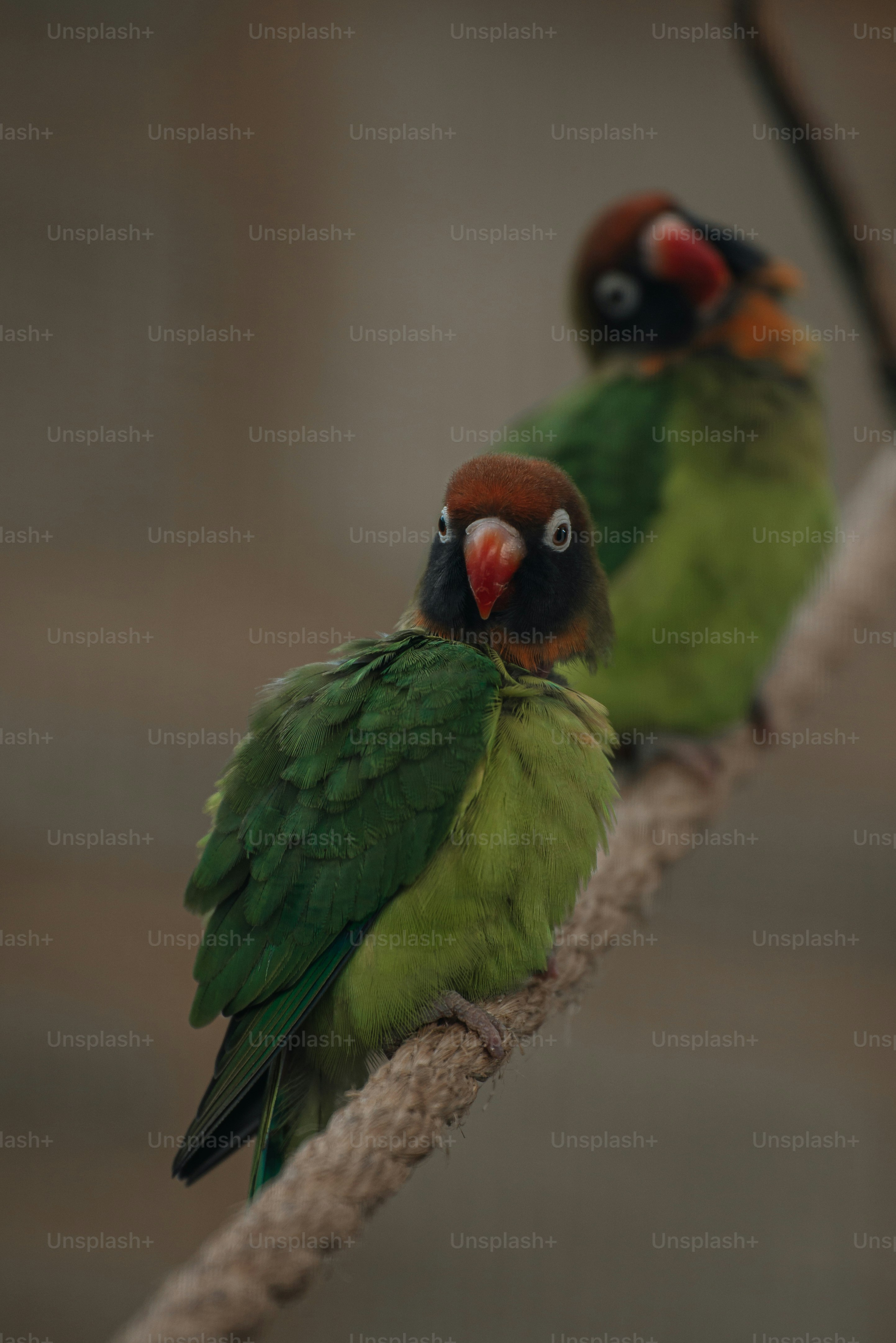30k+ Green Parrot Pictures | Download Free Images on Unsplash