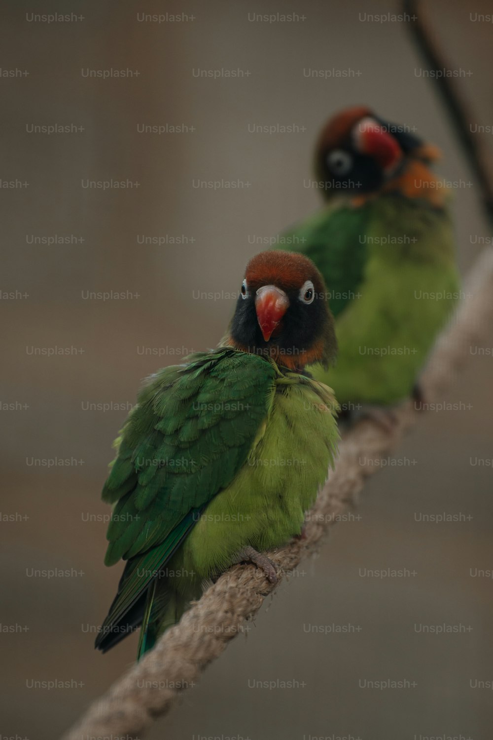 밧줄에 앉아 있는 두 마리의 녹색과 빨간색 새
