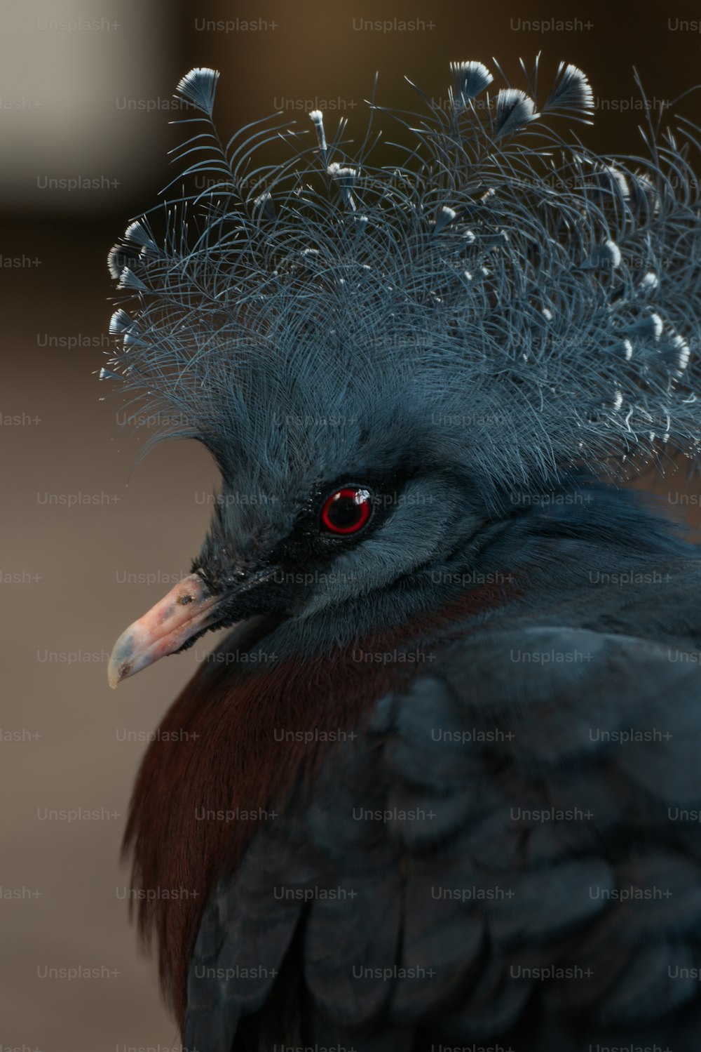a close up of a bird with feathers on it's head