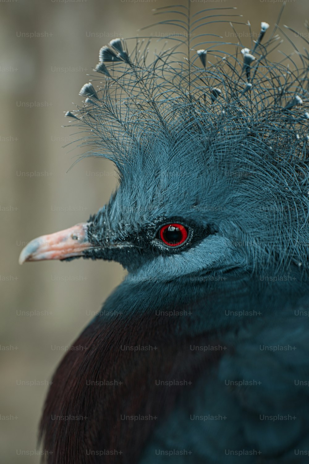 a close up of a bird with red eyes