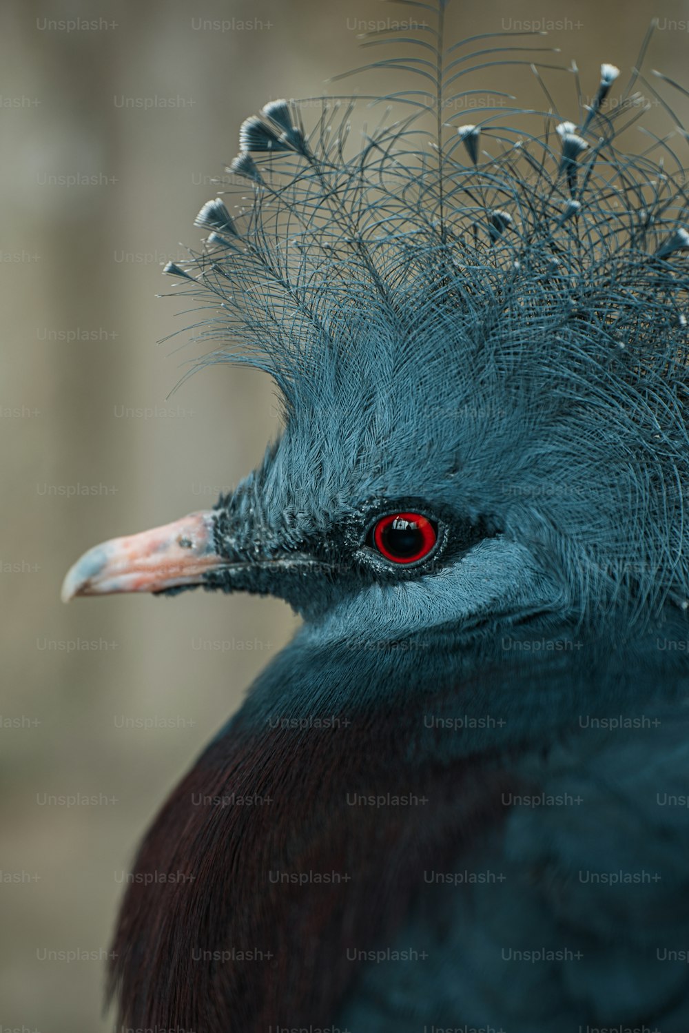 a close up of a bird with red eyes