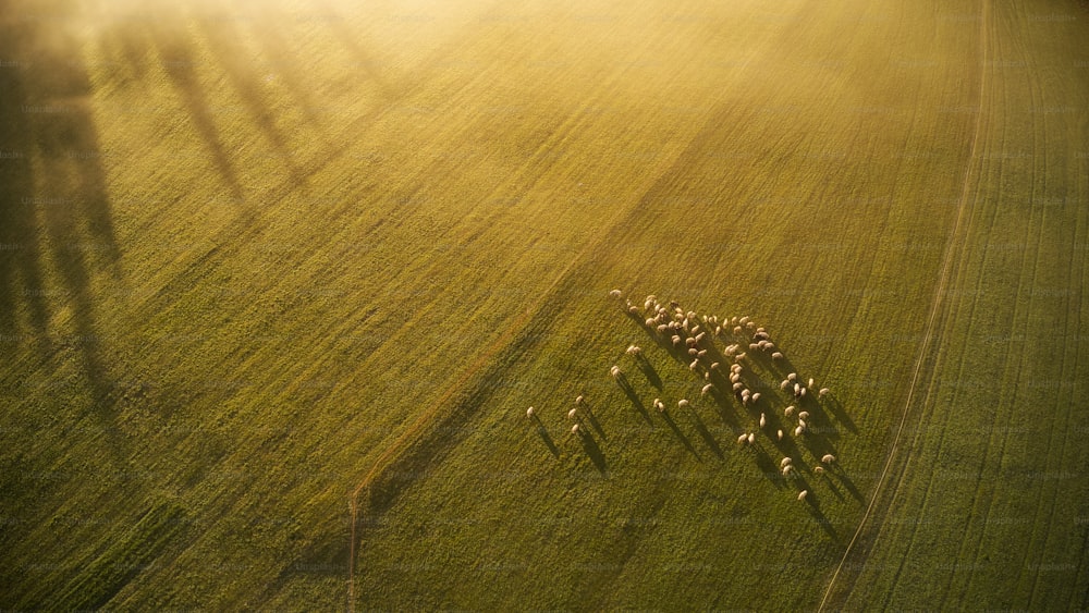 a herd of sheep walking across a lush green field