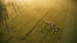 緑豊かな野原を歩く羊の群れ