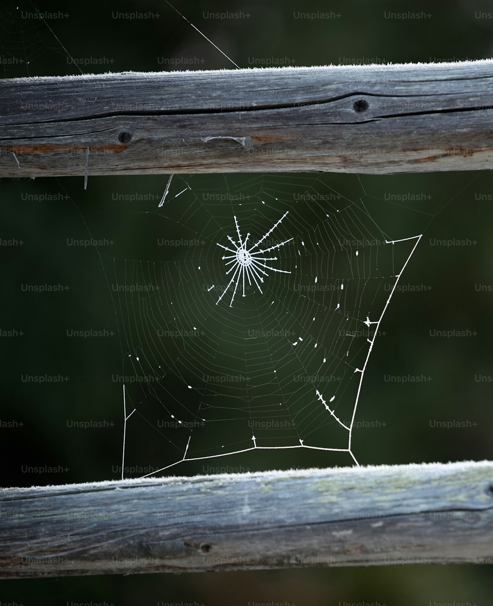 木製の柵の上の蜘蛛の巣のクローズ�アップ