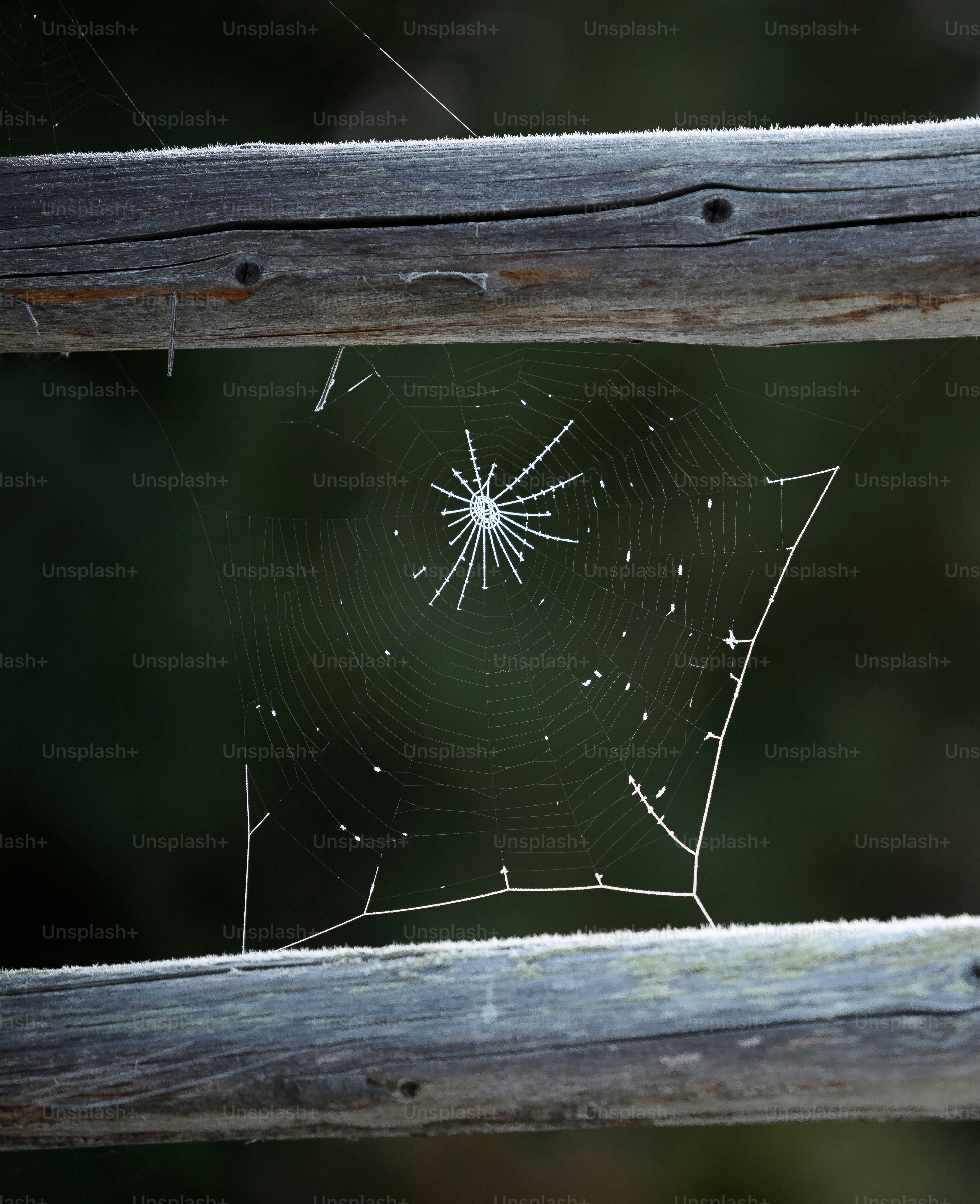 Morning frost on spider webs.