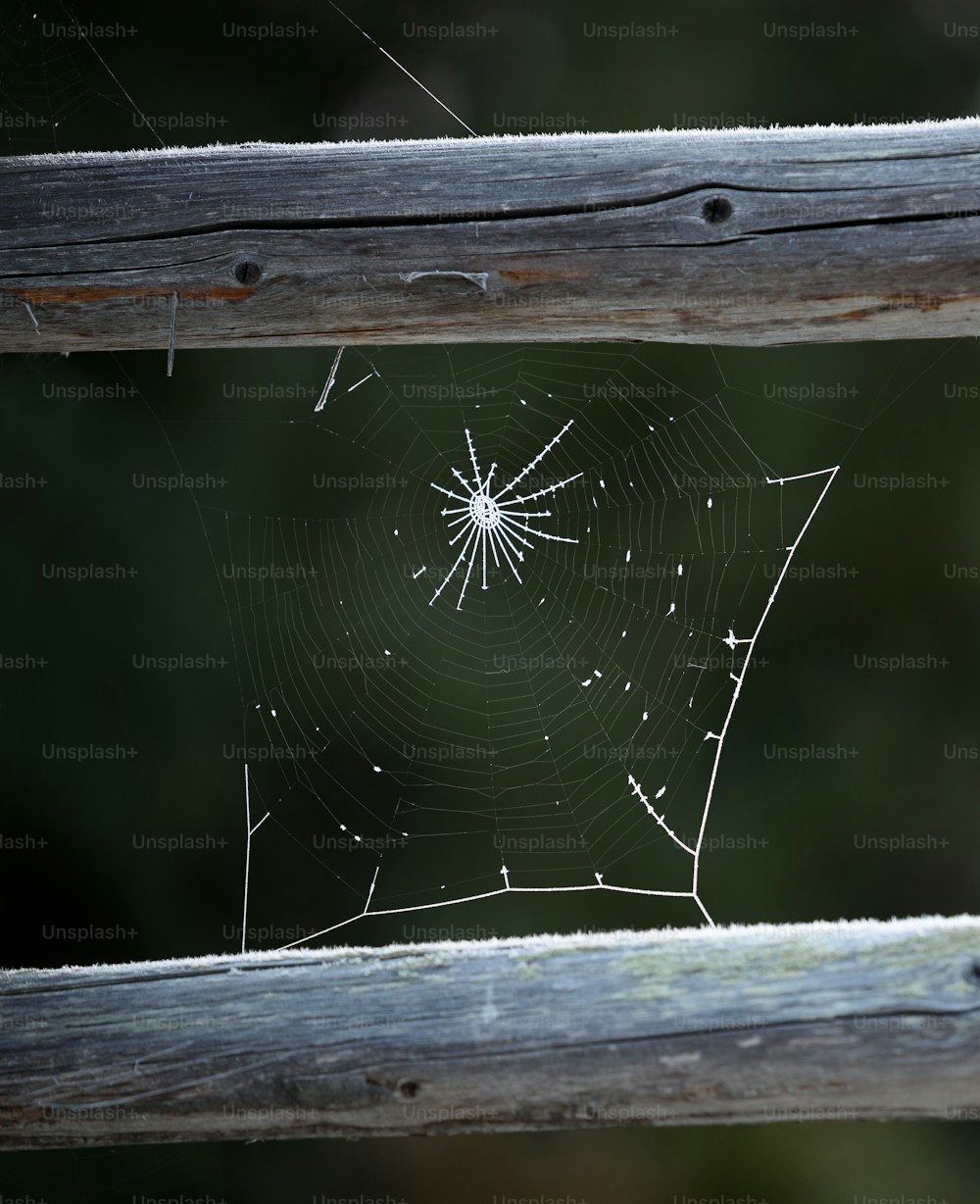 a close up of a spider web on a wooden fence