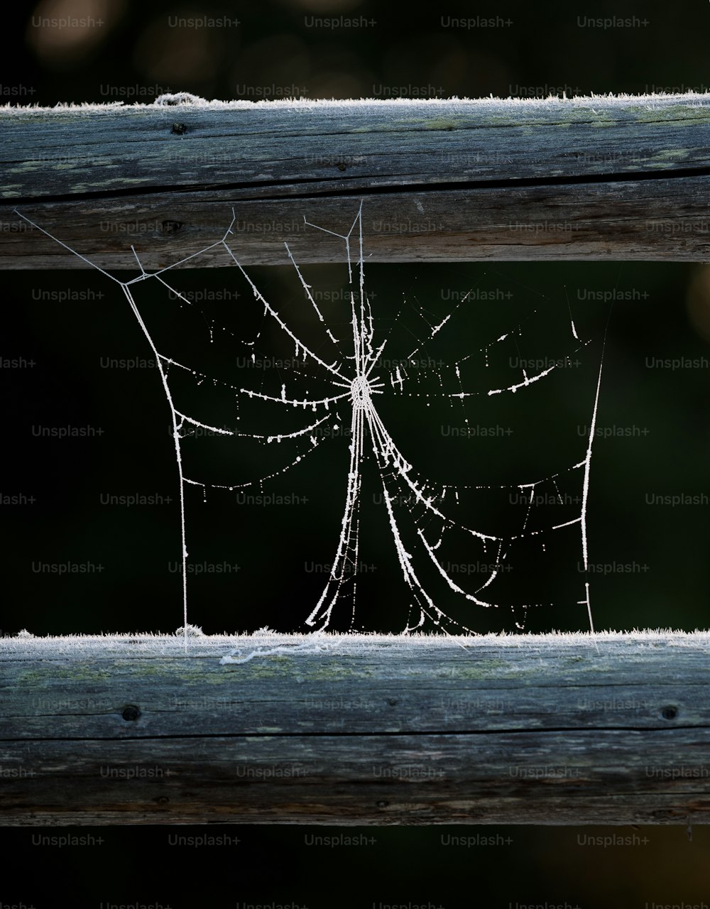 木製の柵の上の蜘蛛の巣のクローズアップ