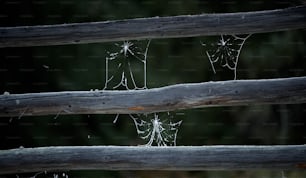 Un primer plano de una cerca de madera con telas de araña en ella