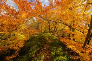 Ein Wald mit vielen Bäumen, die mit Herbstlaub bedeckt sind