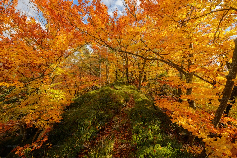 uma floresta cheia de muitas árvores cobertas de folhas de outono