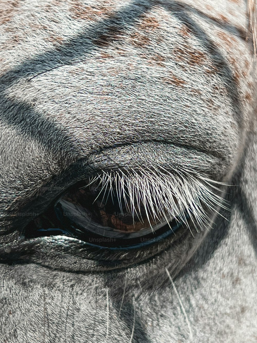 a close up of the eye of a horse
