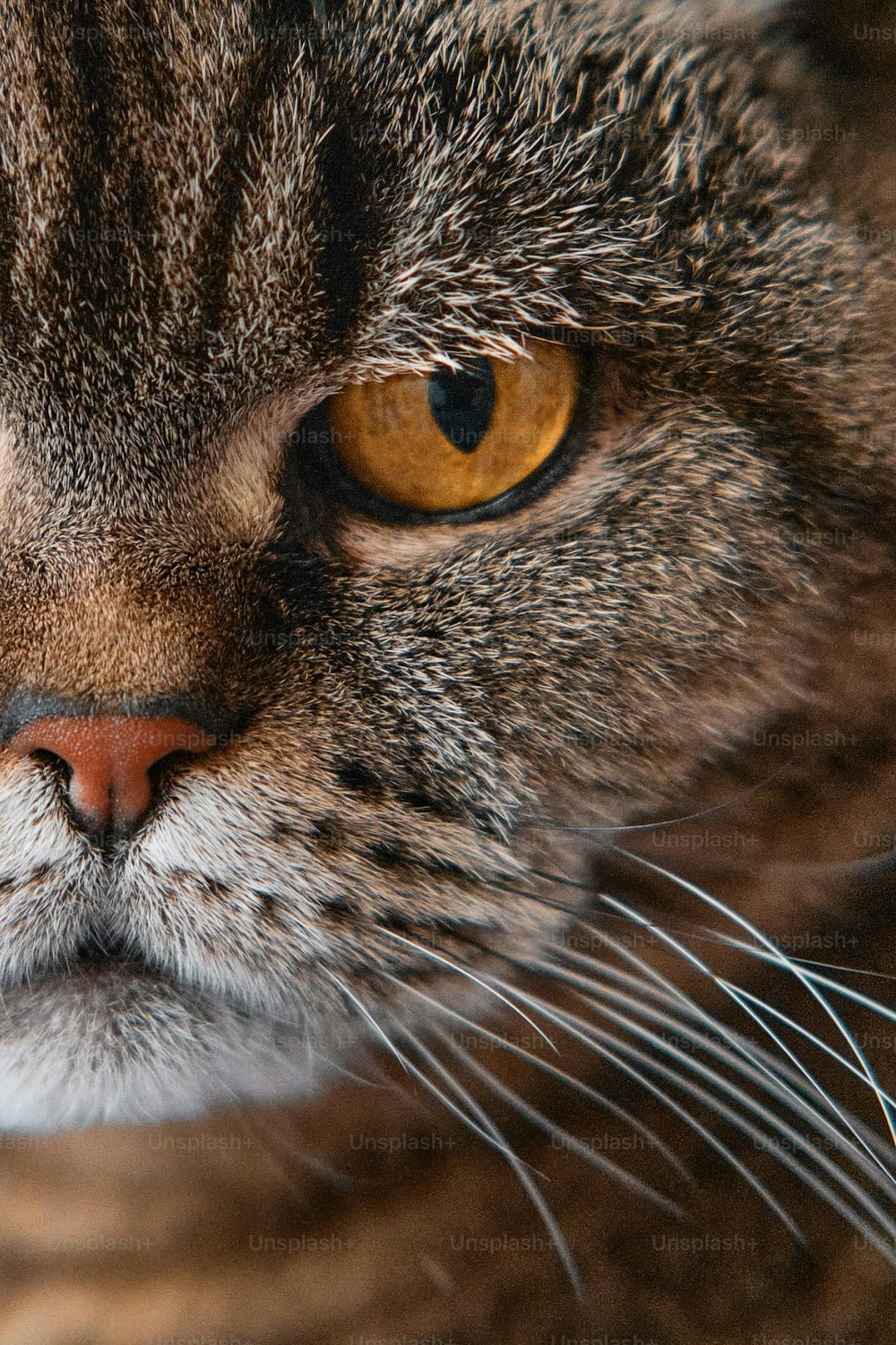 a close up of a cat's face with yellow eyes