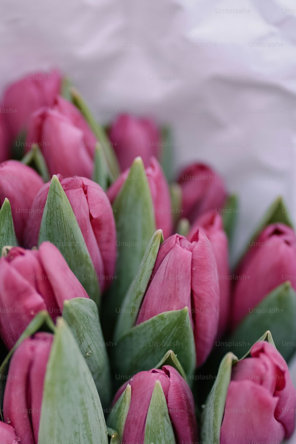 a bunch of pink tulips with green leaves