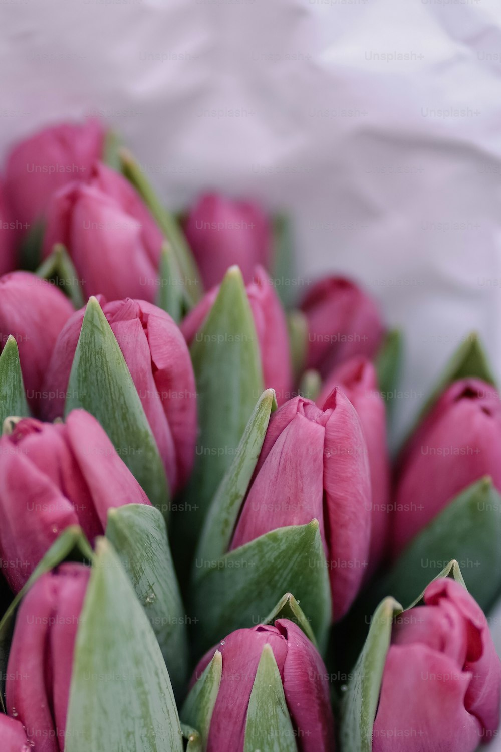 un manojo de tulipanes rosados con hojas verdes